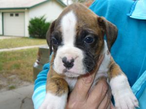 AKCBOXERPUPS